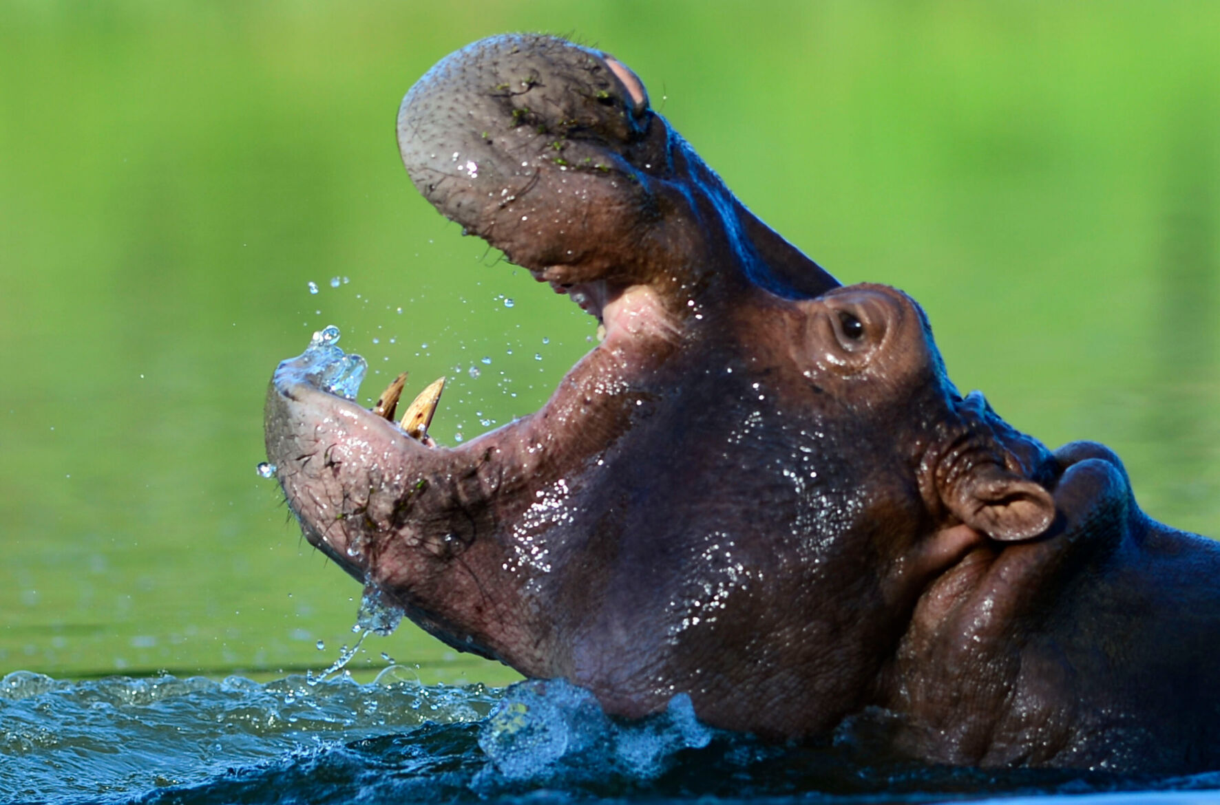 Colombia's 'cocaine hippos' must be culled, scientists say -- but not everyone agrees